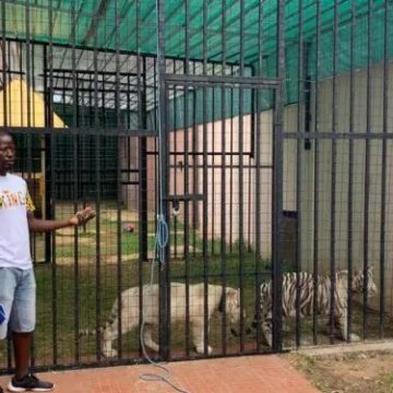 Freedom Jacob Caesar tigers under rigorous veterinary guidance -Samuel Tiwonitaaba Kuteba