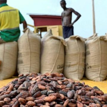 Cocoa price goes up by 21%; now GH¢800 per bag