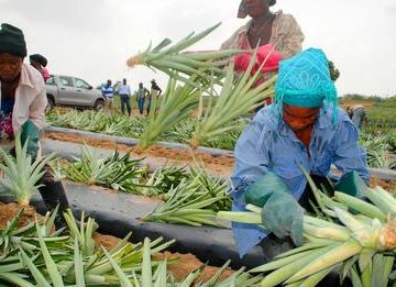 Farmers’ Day: Govt appreciates the need to harness full potential of agriculture – Agric Minister