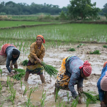 Peasant Farmers Reject Grain Export Ban