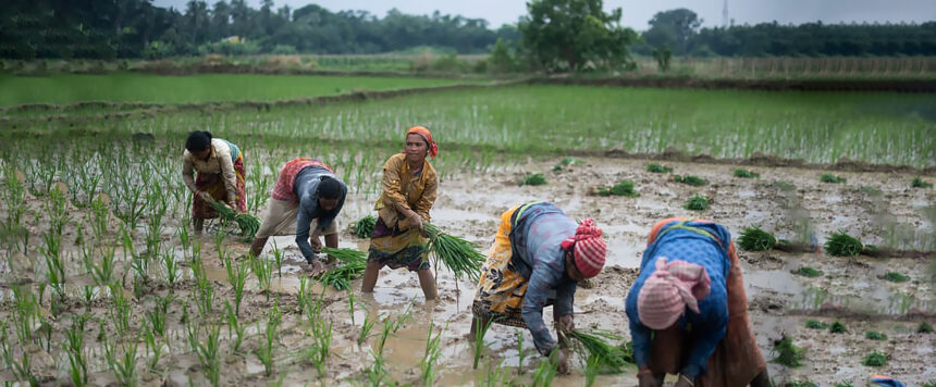Peasant Farmers Reject Grain Export Ban