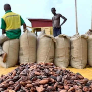 Ghana’s Cocoa sector expands by 3.4% in Q1 2025, breaking six-quarter decline—GSS report