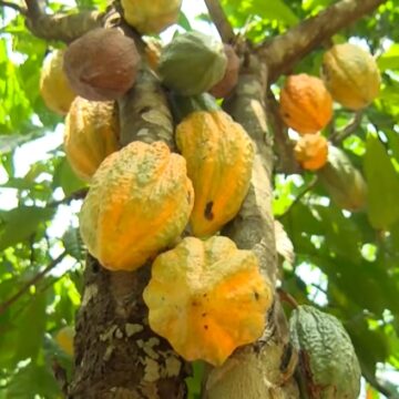 Ghana Government Announces Significant Boost in Cocoa Producer Price for 2025/2026