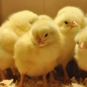 Nkoko Nkitinkiti: Government prepares GHC200m poultry initiative to reduce imports