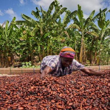 COCOBOD Reports Heavy Cocoa Losses to Smuggling in Volta and Oti