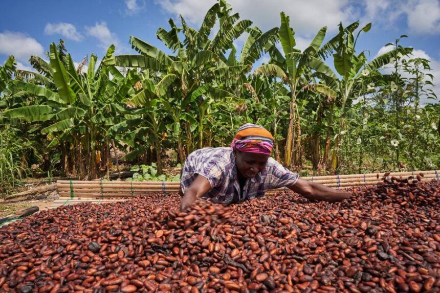 COCOBOD Reports Heavy Cocoa Losses to Smuggling in Volta and Oti