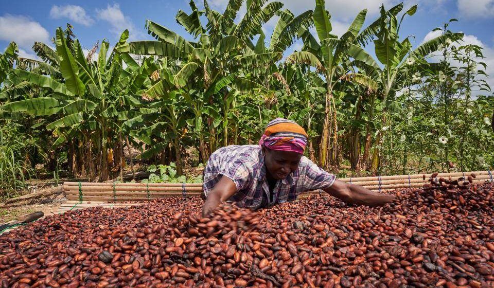 COCOBOD Reports Heavy Cocoa Losses to Smuggling in Volta and Oti