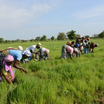 Bryan Acheampong Salutes Farmers on Farmers’ Day