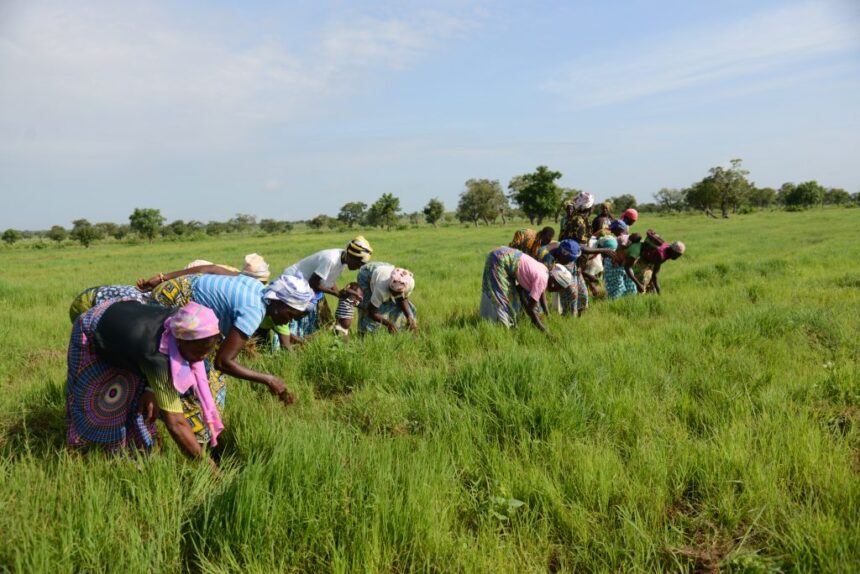 Bryan Acheampong Salutes Farmers on Farmers’ Day Bryan Acheampong Salutes Farmers on Farmers’ Day