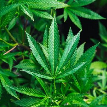 NACOC Opens Licensing for Medicinal and Industrial Cannabis Cultivation in Ghana