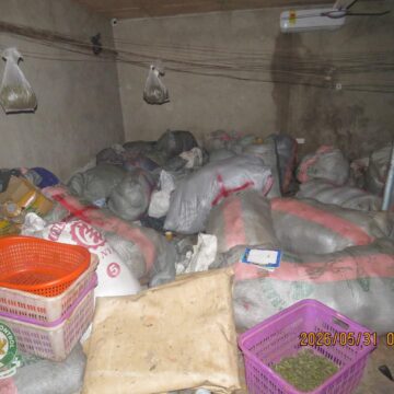 NACOC Seizes Over 2.3 Tonnes of Cannabis in Volta Region