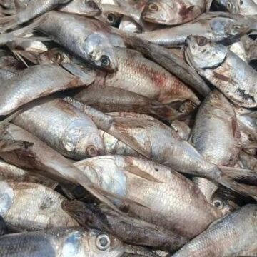 FDA Moves Against Unhygienic Fish Handling Practices