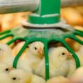 Nkokɔ Nkitinkiti: Gov’t Procures Birds to Aid MPs in Poultry Drive