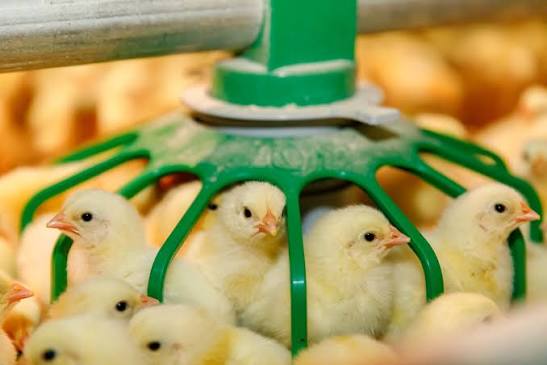 Nkokɔ Nkitinkiti: Gov’t Procures Birds to Aid MPs in Poultry Drive Nkokɔ Nkitinkiti: Gov’t Procures Birds to Aid MPs in Poultry Drive