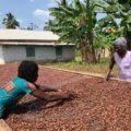 COCOBOD Settles GH¢162m Obligations to Non‑DDEP Cocoa Bill Holders