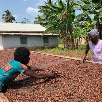 COCOBOD Settles GH¢162m Obligations to Non‑DDEP Cocoa Bill Holders