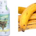 FDA Cautions Against Use Of Chemicals For Plantain Ripening