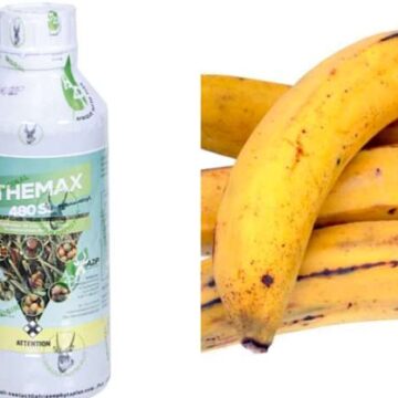 FDA Cautions Against Use Of Chemicals For Plantain Ripening