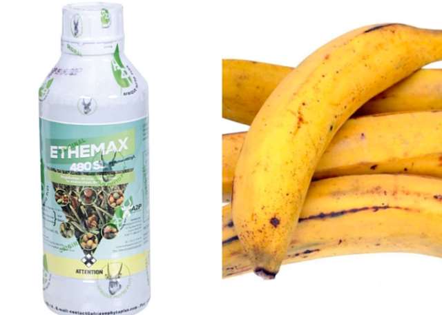 FDA Cautions Against Use Of Chemicals For Plantain Ripening