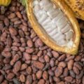 NPP Kicks Against GH¢2,650 Cocoa Producer Price, Says It Breaches Cocoa Board Act