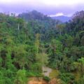 NAIMOS Moves to Protect Atewa Forest from Illegal Mining”