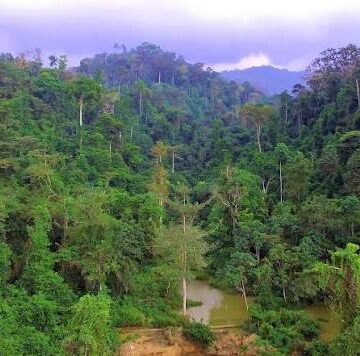 NAIMOS Moves to Protect Atewa Forest from Illegal Mining”