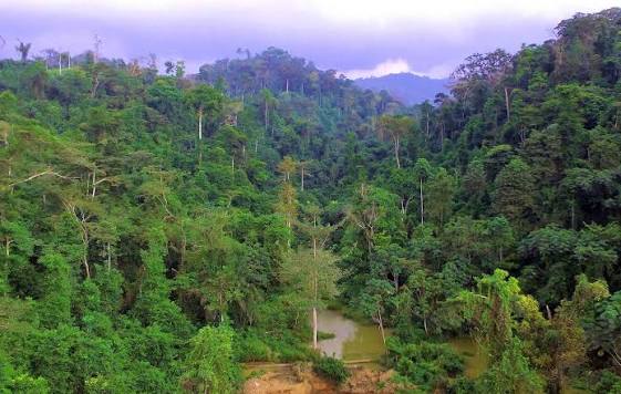NAIMOS Moves to Protect Atewa Forest from Illegal Mining”